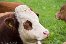 Hausrind (145 von 174).jpg